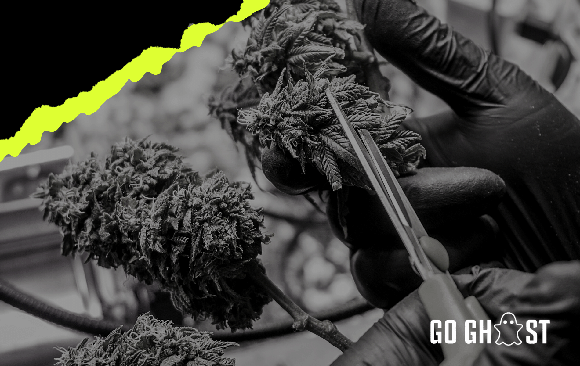 Go Ghost hemp buds being clipped